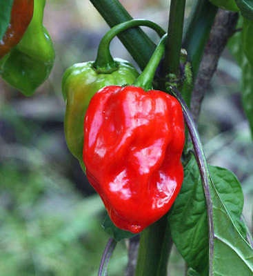 Heirloom Organic Red Scotch Bonnet Seeds (Aka Bonney Peppers, Caribbean Red Peppers)