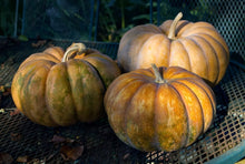 Load image into Gallery viewer, RARE Heirloom Organic Cinderella Pumpkin Seeds (Musquee De Provence Pumpkin, Fairytale pumpkin)
