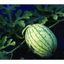 Load image into Gallery viewer, RARE Heirloom Organic Yellow Petite Watermelon Seeds
