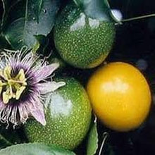 Load image into Gallery viewer, Organic Yellow Passion Fruit Vine Seeds
