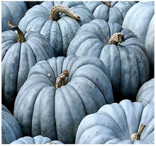 Load image into Gallery viewer, RARE Organic Heirloom Jarrahdale Pumpkin Seeds

