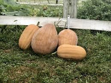 Load image into Gallery viewer, Heirloom Organic Dickinson Pumpkin Seeds
