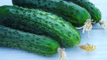 Load image into Gallery viewer, Heirloom Organic Straight Eight Cucumber Seeds
