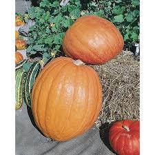 Heirloom Organic First Prize Pumpkin Seeds