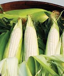 Organic Sweet Opal Sweet Corn Seeds