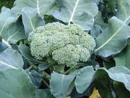 Heirloom Organic Calabrese Broccoli Seeds