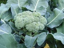 Load image into Gallery viewer, Heirloom Organic Calabrese Broccoli Seeds
