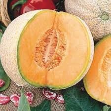 Heirloom Organic Edisto Cantaloupe Seeds