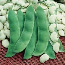 Load image into Gallery viewer, Heirloom Organic King Of The Garden Pole Bean Lima Bean Seeds
