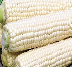 Heirloom Organic Trucker's Favorite White Corn Seeds