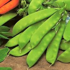 Organic Oregon Sugar Pod Pea Seeds