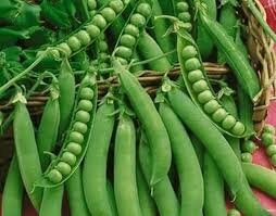 Heirloom Organic Lincoln Homesteader Pea Seeds