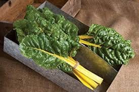 Heirloom Organic Golden Sunrise Swiss Chard Seeds