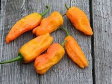 Load image into Gallery viewer, Heirloom Organic Orange Pepperoncini (Very Old Italian Pepper) Seeds
