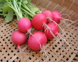 Organic Heirloom Pink Beauty Radish Seeds