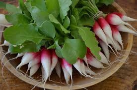 Heirloom Organic French Dressing Radish Seeds