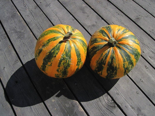 Organic Heirloom Lady Godiva Pumpkin Squash Seeds