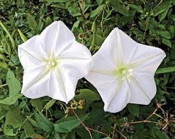 Heirloom Organic MoonFlower Vine Seeds