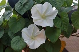 Heirloom Organic MoonFlower Vine Seeds