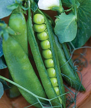 Load image into Gallery viewer, Heirloom Organic Easy Peasy Peas / English Pea Seeds
