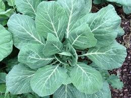 Heirloom Organic Vates Collards Seeds