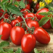 Heirloom Organic Big Mama Tomato Seeds