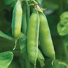 Heirloom Organic Blue Bantam Pea Seeds