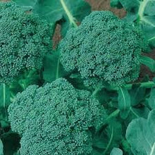 Load image into Gallery viewer, Heirloom Organic Broccoli De Cicco Seeds
