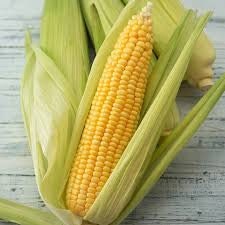 Heirloom Organic Golden Queen Corn Seeds