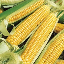 Heirloom Organic Golden Queen Corn Seeds