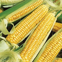 Load image into Gallery viewer, Heirloom Organic Golden Queen Corn Seeds
