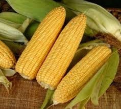 Heirloom Organic Golden Queen Corn Seeds