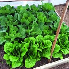 Heirloom Organic Giant Romaine Caesar Lettuce Seeds