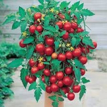 Load image into Gallery viewer, Heirloom Organic Heirloom Organic Tumbler Tomato Seeds (The Best Tomato On Earth For Hanging Baskets)
