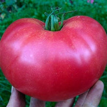 Load image into Gallery viewer, VERY RARE Organic Heirloom Rose De Summer Tomato Seeds

