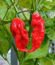 Load image into Gallery viewer, GHOST PEPPER Pepper Seeds (Aka Naga Viper Chili, Snake Pepper, Bhut Jolokia Hot Pepper)
