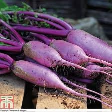 Rare Organic Heirloom BlueMoon Radish Seeds