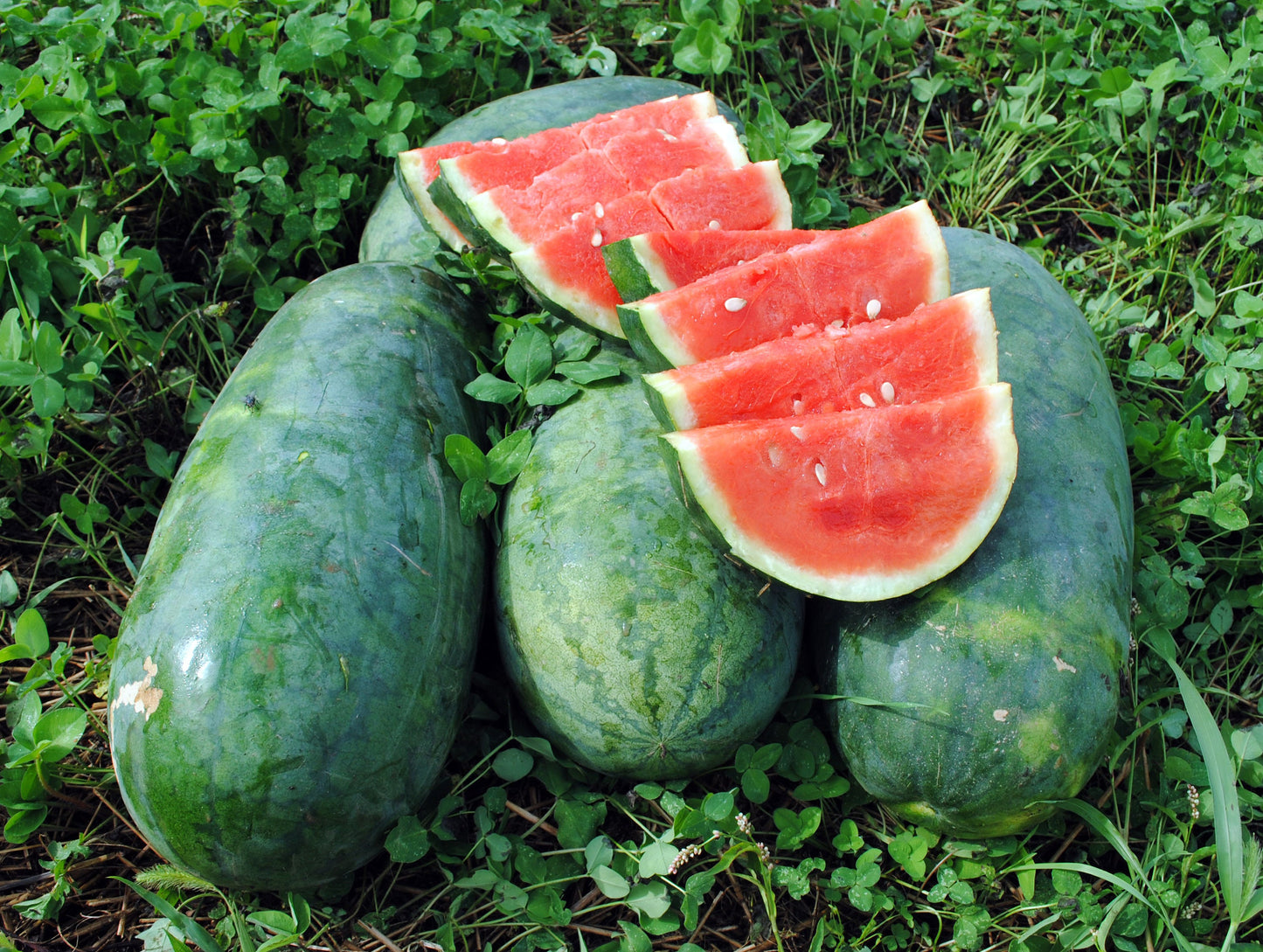 Rare Organic Heirloom Strawberry Watermelon Seeds