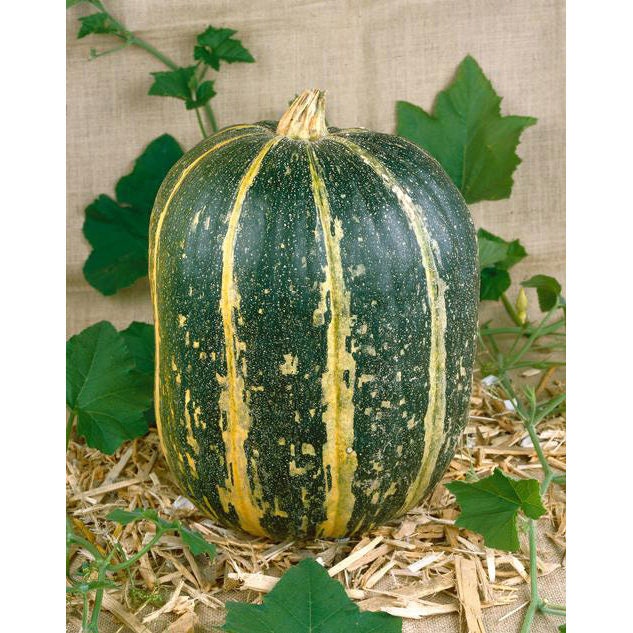 Rare Heirloom Organic Tours French Pumpkin Seeds