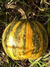 Load image into Gallery viewer, Rare Heirloom Organic Tours French Pumpkin Seeds
