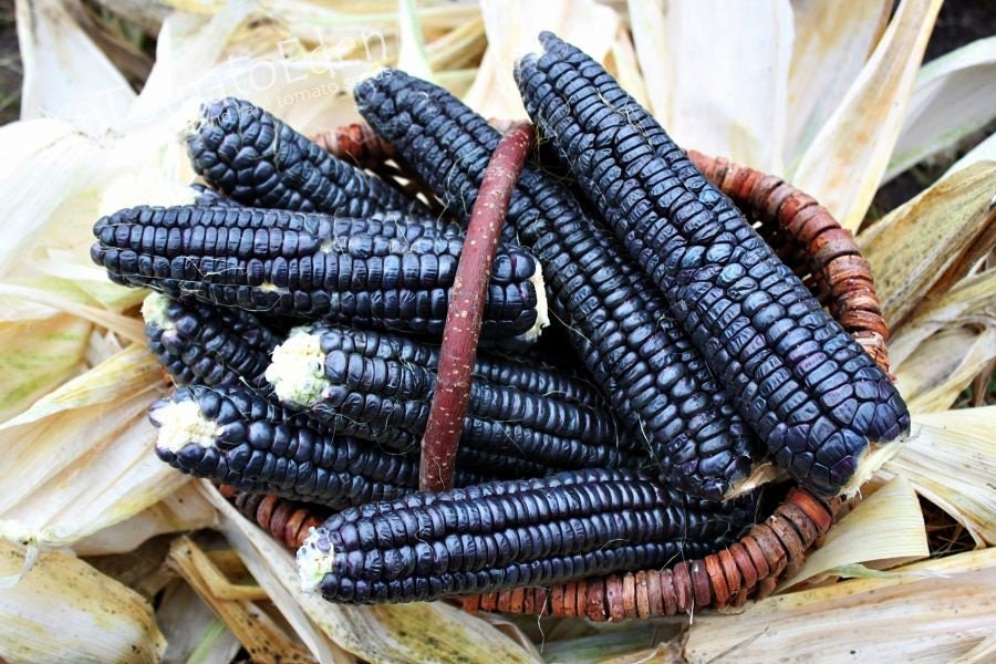 RARE  (NATIVE AMERICAN) Heirloom Organic Black Aztec Corn Seeds (Black Mexican Corn) Seeds