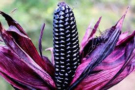 RARE Heirloom Organic Peruvian purple Corn Seeds (Maiz Morado or Incan Ceremonial Maiz)
