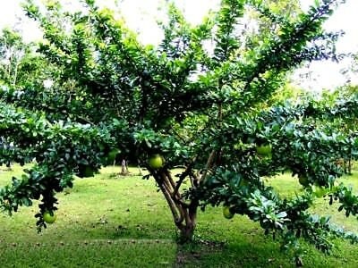 RARE Organic Heirloom Calabash Fruit Tree Seeds