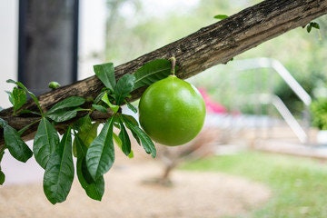 RARE Organic Heirloom Calabash Fruit Tree Seeds