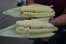Load image into Gallery viewer, RARE Heirloom Organic Incan Cuzco Maize Seeds !!!WORLD&#39;S LARGEST!! Giant White Peruvian Sweet Corn Seeds
