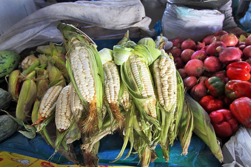 RARE Heirloom Organic Incan Cuzco Maize Seeds !!!WORLD'S LARGEST!! Giant White Peruvian Sweet Corn Seeds