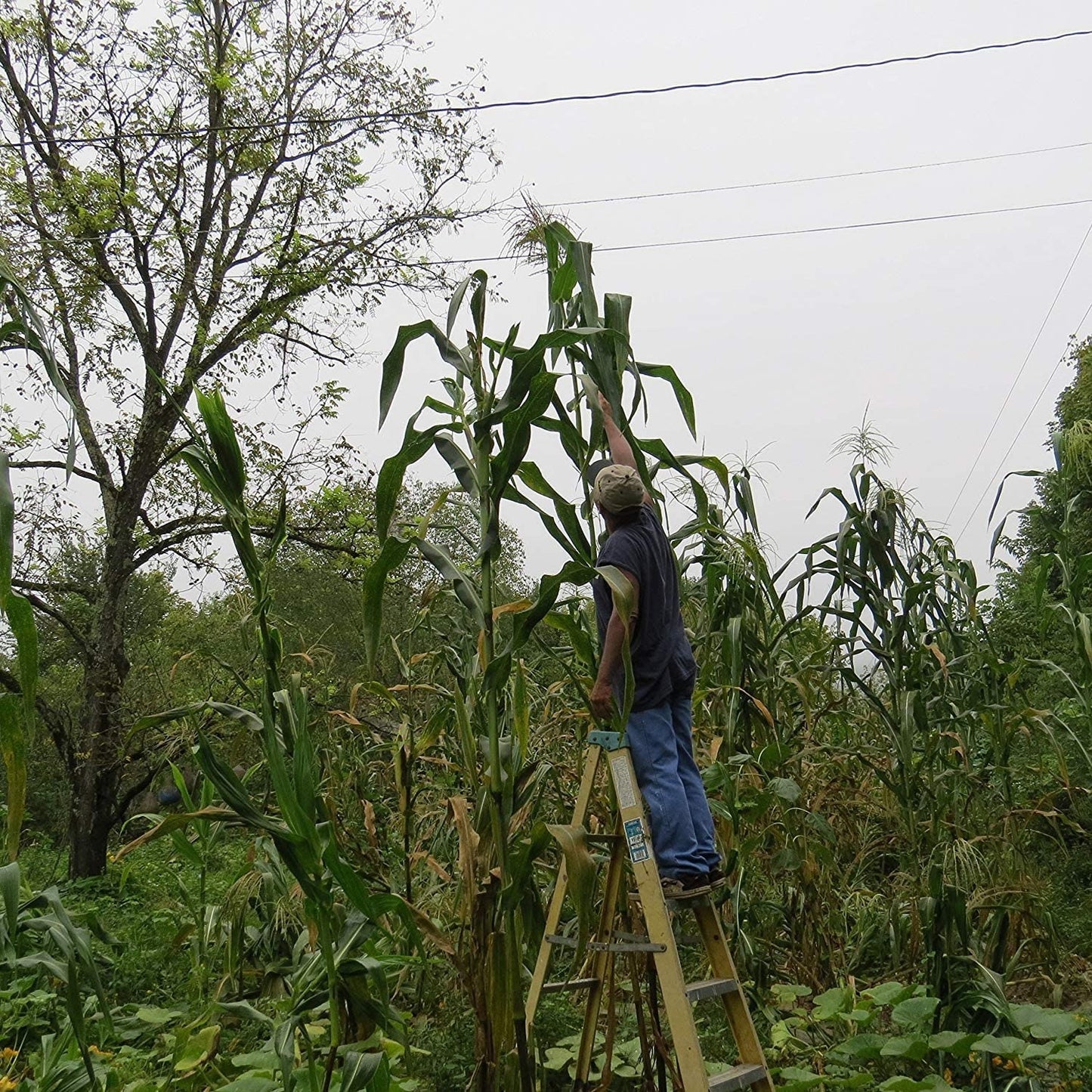 RARE Heirloom Organic Incan Cuzco Maize Seeds !!!WORLD'S LARGEST!! Giant White Peruvian Sweet Corn Seeds