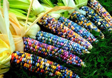 Load image into Gallery viewer, Heirloom Organic Indian Corn Seeds (Aka Glass Gem Corn)
