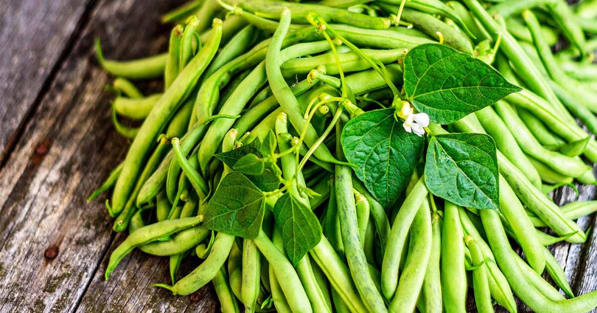 Organic Heirloom Top Crop Bush Bean Garden Seeds