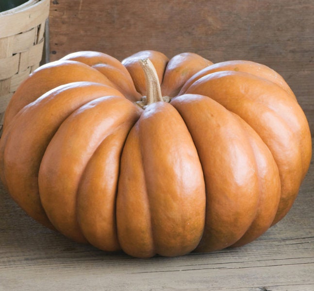 RARE Heirloom Organic Cinderella Pumpkin Seeds (Musquee De Provence Pumpkin, Fairytale pumpkin)